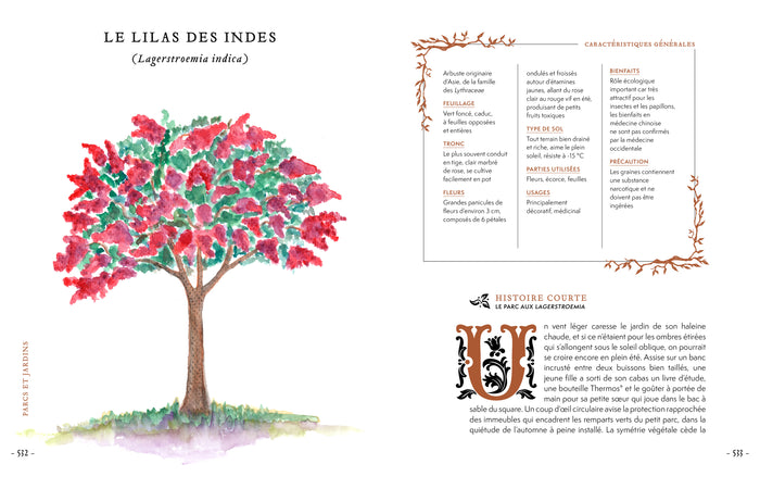 Grimoire & récits d'une cueilleuse d'arbres