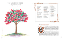 Grimoire & récits d'une cueilleuse d'arbres