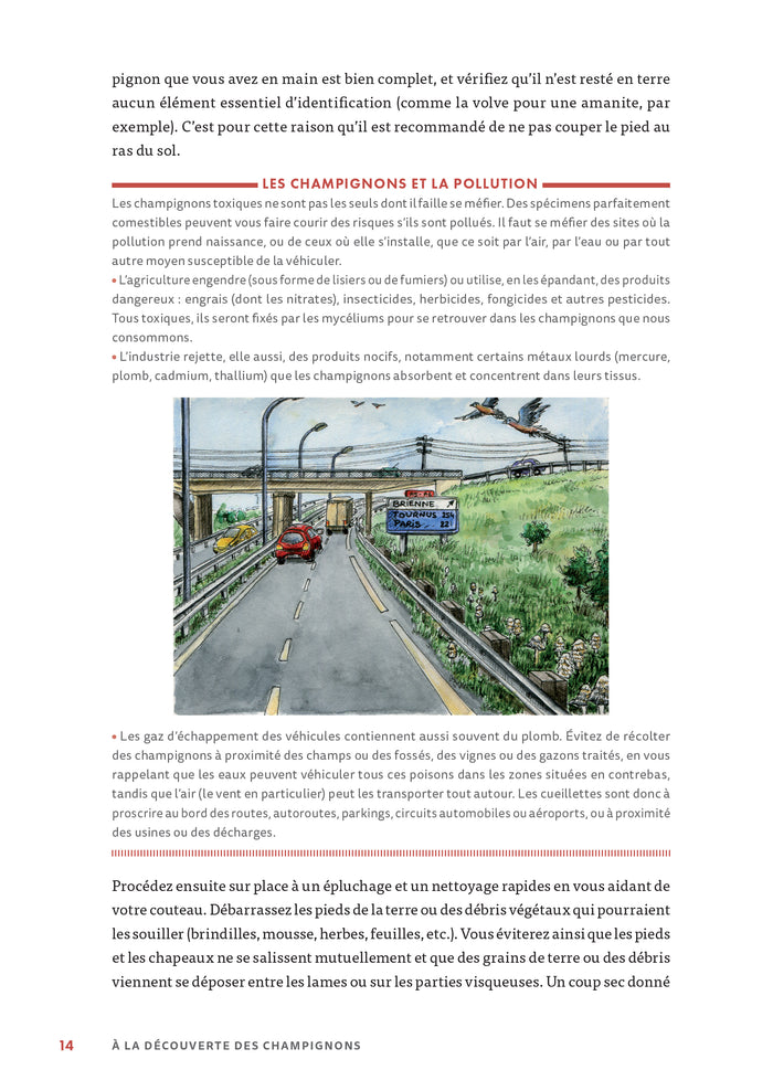 A la découverte des champignons