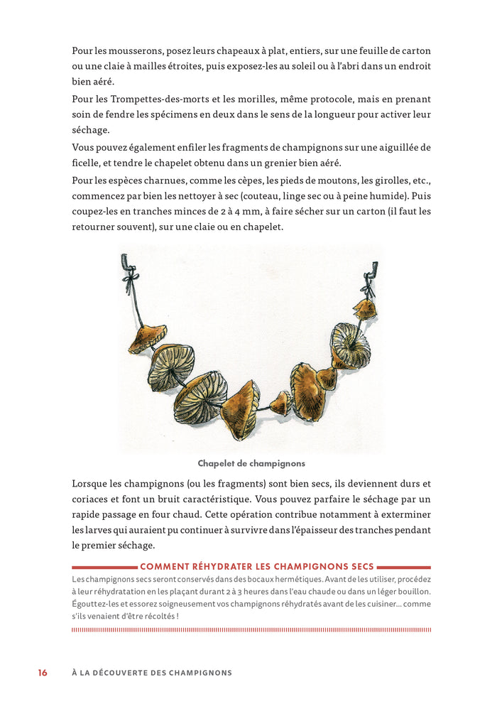 A la découverte des champignons