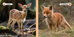 Mes amis les animaux - Les bébés animaux