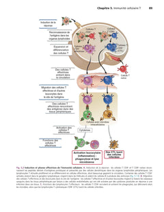 Les bases de l'immunologie fondamentale et clinique