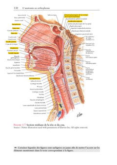 L'anatomie en orthophonie