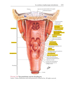 L'anatomie en orthophonie