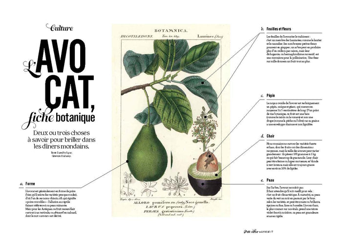 Avocat