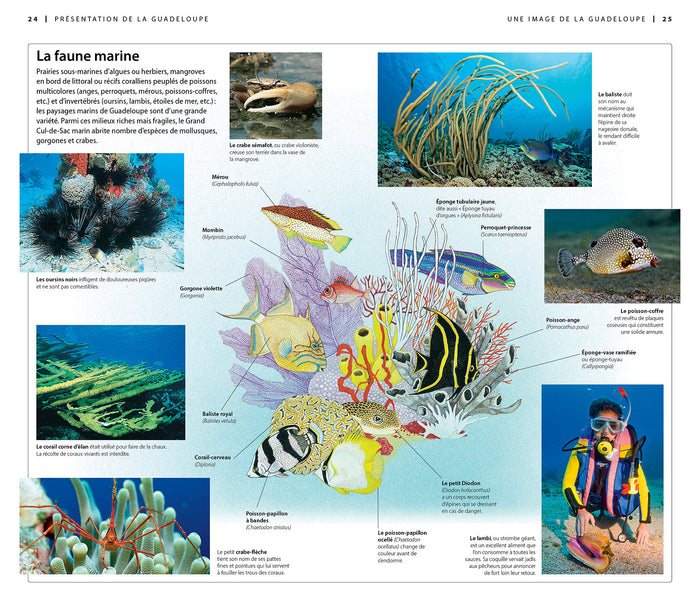 Guide Voir Guadeloupe