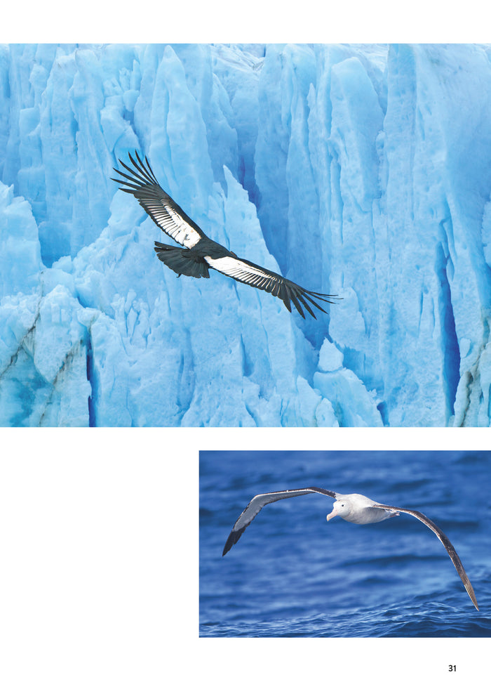 Une histoire du cap Horn