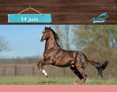 Une année avec Au galop