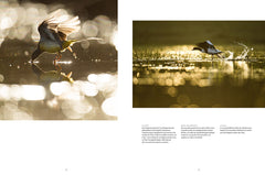 La rivière en bas de chez moi