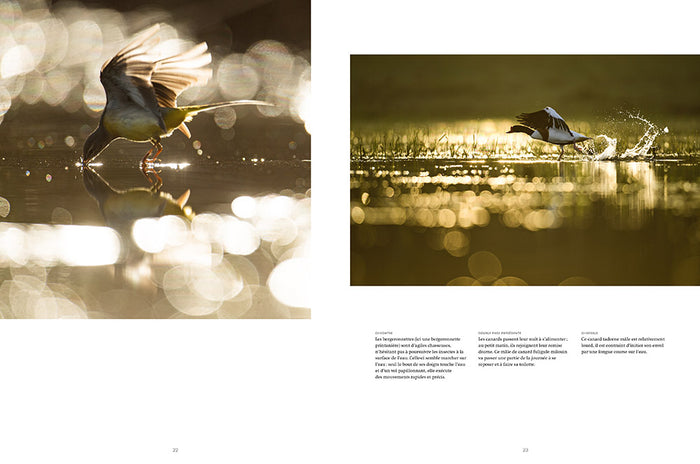 La rivière en bas de chez moi