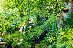 Jurassic Plantes - Ginkgos, magnolias, prêles... l'esprit jungle dans votre jardin