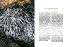 Cultiver ses champignons - En planche, en seau, sur bûche