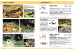 Guide d'identification des poissons marins - Europe et Méditerranée