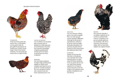 Elever des poules - Des alliés vers l'autonomie