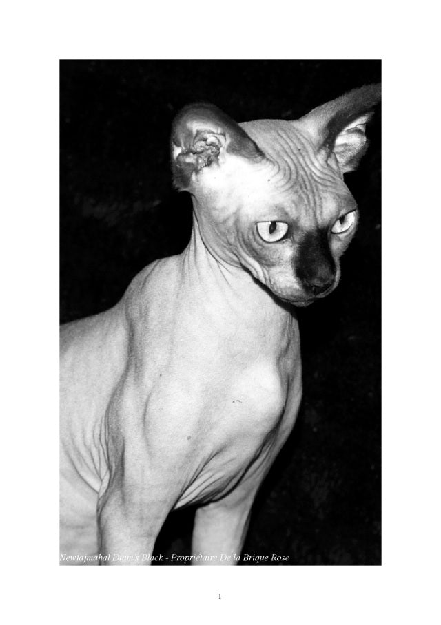 Le sphynx