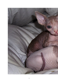 Le sphynx