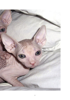 Le sphynx