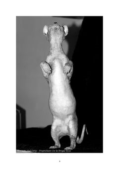 Le sphynx