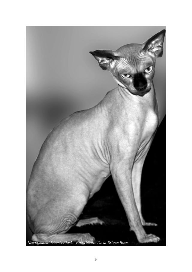 Le sphynx