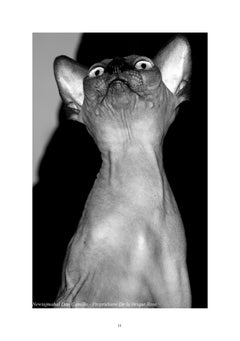 Le sphynx
