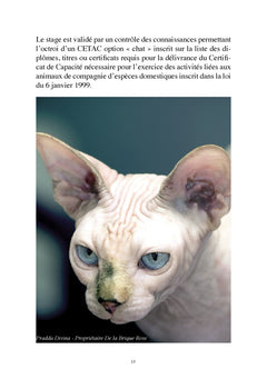 Le sphynx