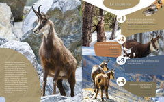 Les Animaux de la montagne