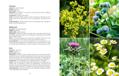 Assiettes idéales pour une ménopause au naturel