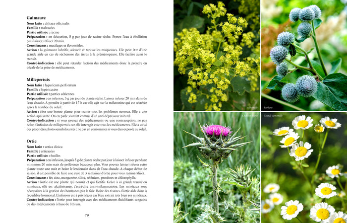 Assiettes idéales pour une ménopause au naturel