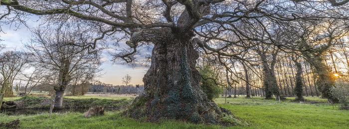 Les plus beaux chênes de France et du monde