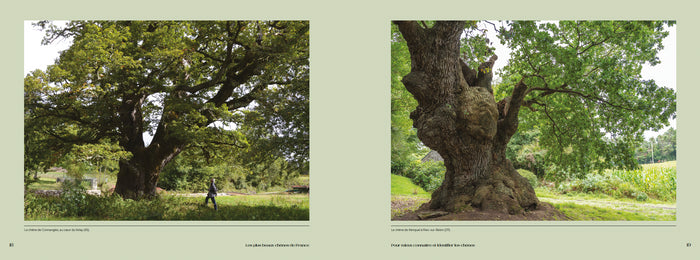 Les plus beaux chênes de France et du monde