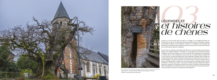 Les plus beaux chênes de France et du monde