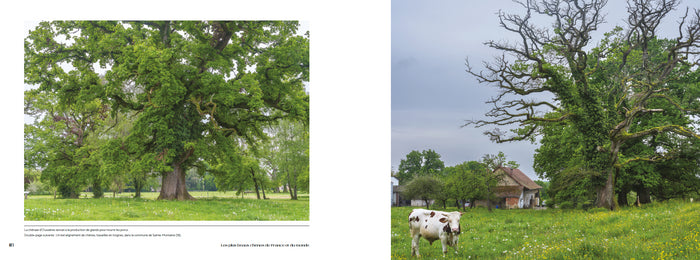 Les plus beaux chênes de France et du monde