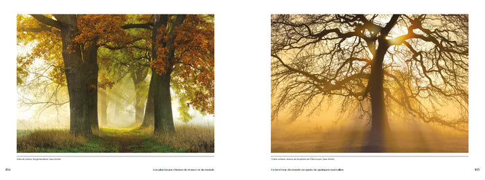 Les plus beaux chênes de France et du monde