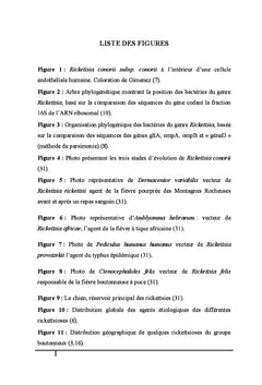 Les rickettsioses: diagnostic et prise en charge thérapeutique
