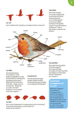 Oiseaux des jardins