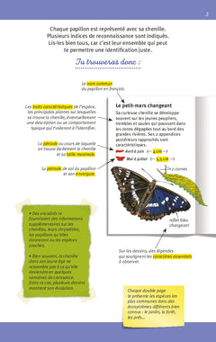 Papillons et chenilles