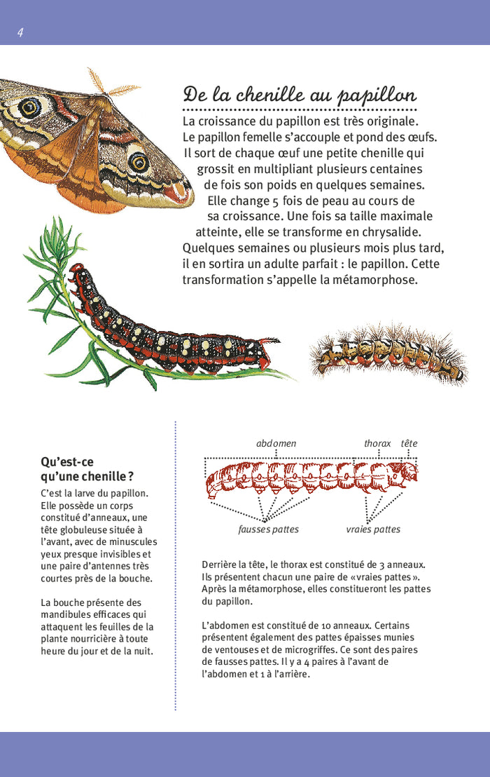 Papillons et chenilles