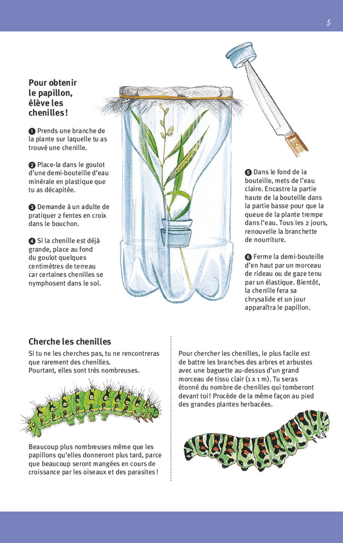 Papillons et chenilles