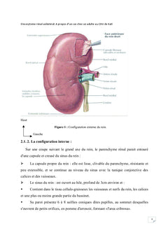 L'oncocytome renal