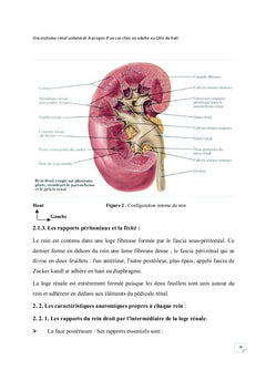 L'oncocytome renal