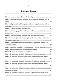 Modélisation de la croissance de la moule par le modèle DEB