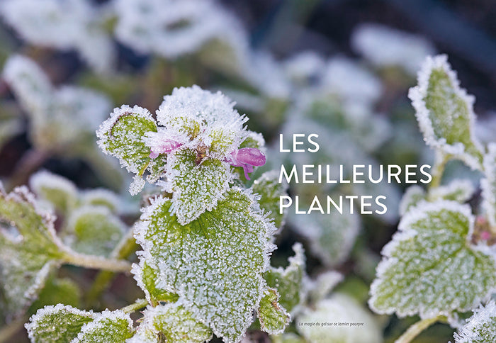 Plantes sauvages comestibles en automne et en hiver