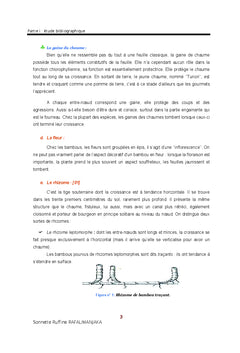 Valorisation du Bambou geant de Madagascar