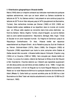 Acacia tortilis de la steppe arboree du Nord de l'Afrique