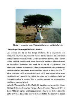 Acacia tortilis de la steppe arboree du Nord de l'Afrique