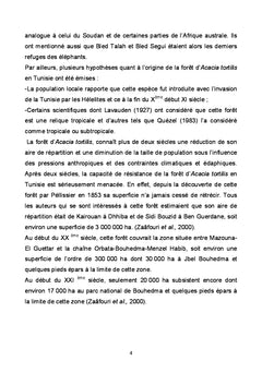 Acacia tortilis de la steppe arboree du Nord de l'Afrique