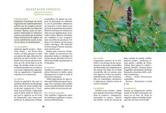 Les herbes aromatiques