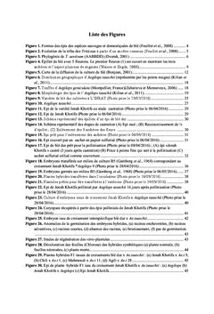 Production de blé synthétique par croisement interspécifique