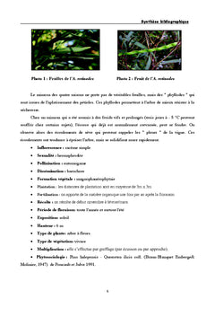 Adaptation de l'Acacia retinodes aux hautes temperatures