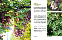 Toutes les plantes grimpantes